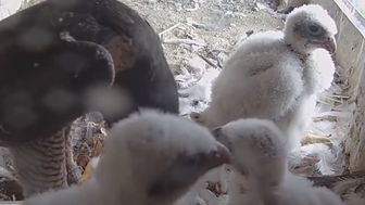 Dlaczego padły dwa pisklęta sokoła wędrownego z gniazda w Lublinie? Pozostałe ptaki czują się dobrze