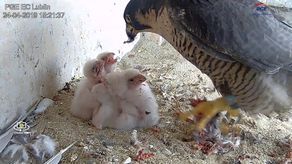 Gdzie lata sokół, nie latać tam sowie. Sokoły wędrowne z lubelskiej elektrociepłowni i ich pisklęta