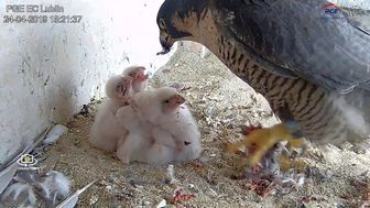 Gdzie lata sokół, nie latać tam sowie. Sokoły wędrowne z lubelskiej elektrociepłowni i ich pisklęta