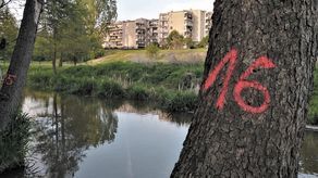 Lublin: Wytną ponad 100 drzew nad Bystrzycą? Trwają wizje lokalne