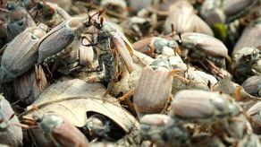 Inwazja chrabąszczy w woj. lubelskim. Uwaga na opryski! [zdjęcia]