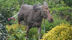 Lublin: Łoś nadział się na ogrodzenie. Został uśpiony [zdjęcia, wideo]