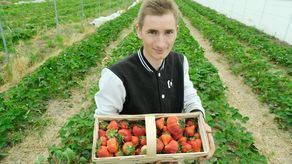 Mateusz Maruszewski z miejscowości Nowomichowska (powiat puławski) ma 5-hektarową plantację truskawki deserowej (ponad hektar pod osłonami). – Cena 15 zł/kg utrzyma się długo – przewiduje