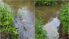 Śmierdząca plama na rzece. Co płynie Ciemięgą pod Lublinem?