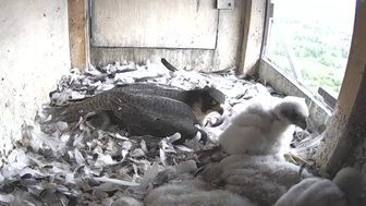 Akcja ratunkowa w gnieździe sokołów w Lublinie. Wstrząsający widok z kamery na kominie elektrociepłowni