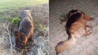 Luna była łagodnym psem