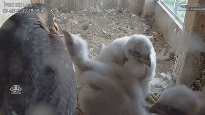 Owadobójczy karbofuran znaleźli naukowcy w wątrobach padłych piskląt sokoła wędrownego