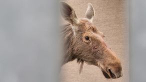 Lublin: Uratowany łoś trafił z powrotem do lasu
