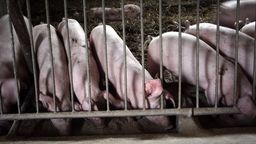 Weterynarz proponował podmianę próbek krwi od świni. Rolnik oburzony decyzją sądu