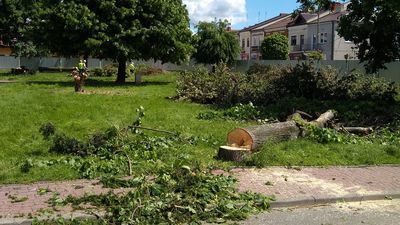 Z placu wycinanych jest właśnie 58 drzew. Plan rewitalizacji przewiduje, że posadzony zostanie jeden buk i pięć brzózek. Stanie tam też 39 dużych donic z betonu architektonicznego (otoczonych siedziskami) z klonami, grabami i innymi roślinami