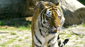 Wincent ma ogromne problemy ze stawami, co widać po jego chodzie