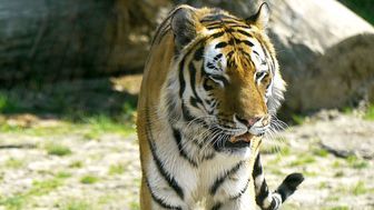 Wincent ma ogromne problemy ze stawami, co widać po jego chodzie