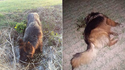 Zastrzelił jej psa, gdy wyszła na spacer. Prokuratura: Zrobił to myśliwy