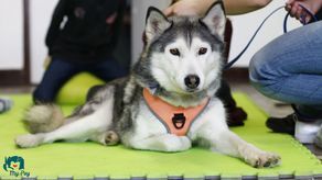 „My i Psy” to program edukacji kynologicznej prowadzonym przez Fundację Karuzela Aktywności. W lipcu w ramach programu organizowane będą tygodniowe półkolonie dla dzieci w wieku 6-11 lat, które interesują się zwierzętami