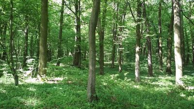 Poszedł do lasu pobawić się bronią. Dwa dni później bolała go głowa, lekarz odkrył coś zaskakującego