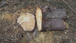 Lublin: Zieloni przeciwko wycinkom drzew w mieście