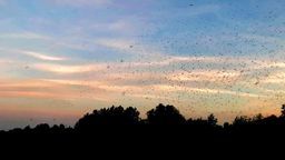 Wał wiślany w Puławach, tuż przed rozpoczęciem oprysków
