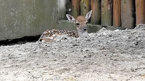 Kolejne urodziny w ZOO w Zamościu