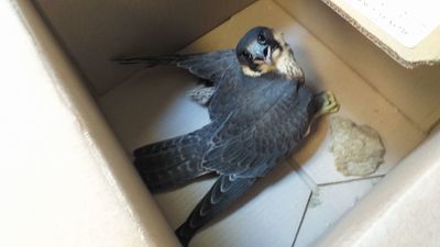 Samiczka na razie nie wróci do rodzinnego gniazda na kominie elektrociepłowni
