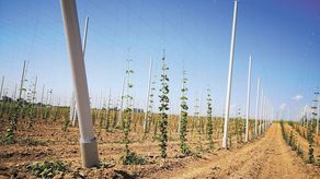 Polska jest czwartym producentem chmielu w Europie i szóstym na świecie. Całkowita powierzchnia upraw to ok. 1,7 tys. ha (dane GUS za 2017 r.). Najwięcej chmielu produkuje się w województwie lubelskim – to ponad 80 proc. produkcji krajowej. Chmiel jest wykorzystywany zarówno w przemyśle browarniczym, ale też przy produkcji kosmetyków i przemyśle farmaceutycznym (leki uspokajające)