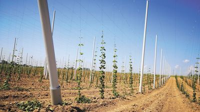 Polska jest czwartym producentem chmielu w Europie i szóstym na świecie. Całkowita powierzchnia upraw to ok. 1,7 tys. ha (dane GUS za 2017 r.). Najwięcej chmielu produkuje się w województwie lubelskim – to ponad 80 proc. produkcji krajowej. Chmiel jest wykorzystywany zarówno w przemyśle browarniczym, ale też przy produkcji kosmetyków i przemyśle farmaceutycznym (leki uspokajające)