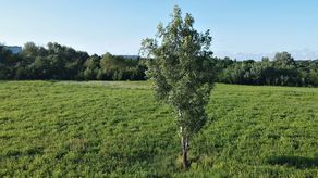 *Dr hab. Ewa Trzaskowska jest członkiem 14-osobowego zespołu naukowców, który bada lubelskie wąwozy. Koordynatorem opracowania jest prof. Marian Harasimiuk