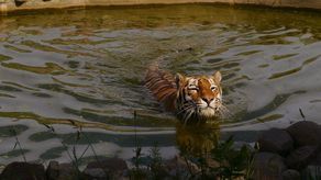 Upały sprawiły, że Wincent polubił pływanie