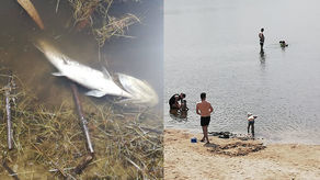 Śnięte ryby i bardzo niski stan wody. Tak wygląda jedno z najpiękniej położonych kąpielisk w woj. lubelskim