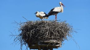 Bocian padł w gnieździe, bo ktoś go postrzelił? Już wiadomo co się stało