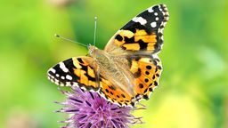 Przyrodnicy szacują, że na terenie naszego kraju osetników mogą być teraz nawet miliony