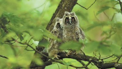 Gdyby ktoś nie wierzył, że młodymi poza gniazdami opiekują się rodzice, może posłuchać jak wieczorami się nawołują. Pisklęta sygnalizują, gdzie są i gdzie czekają na posiłek. One tylko wyglądają nieporadnie i na zagubione.