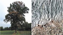 Dąb rosnący w pobliżu ul. Góry ma w podstawie pnia dziury wywiercone wiertarką
