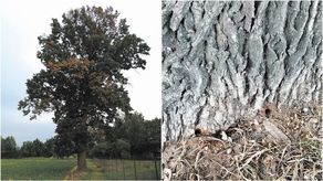 Dąb rosnący w pobliżu ul. Góry ma w podstawie pnia dziury wywiercone wiertarką
