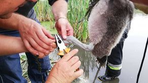 Strażacy ochotnicy z Radecznicy uratowali młodego łabędzia z opresji