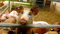 Weterynarz proponował podmianę próbek krwi od świni. Jednak nie będzie umorzenia sprawy