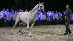 Klacz Parmana z Michałowa okazała się najdroższa na ubiegłorocznej aukcji. Wylicytowano ją za 180 tys. euro