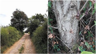 - Podczas spaceru z zamku Esterki do Wąwozu Korzeniowego zauważyłam grupę dębów z otworami w pniach - opowiada pani Ola