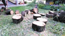 Urząd Miasta uznał, że drzewo zagraża ludziom. Mieszkanka: "Komu i w jaki sposób?"