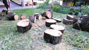 Urząd Miasta uznał, że drzewo zagraża ludziom. Mieszkanka: "Komu i w jaki sposób?"