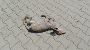 Dziwne zwierzę bez futra biegające po Lublinie nie żyje. Tajemnica rozwiązana, ale może być ich znacznie więcej