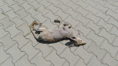 Dziwne zwierzę bez futra biegające po Lublinie nie żyje. Tajemnica rozwiązana, ale może być ich znacznie więcej