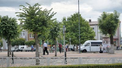 Pobodnie jak wszędzie w Polsce, rewitalizacja oznacza też wycinkę drzew. Z 125 drzew i krzewów wyciętych ma zostać 39. W większości są to lipy szerokolistne (36 szt.) rosnące wzdłuż ul. Zamoyskiego