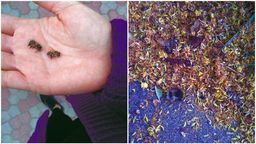 Martwe pszczoły na chodnikach i trawnikach w Lublinie. Co je zabija?