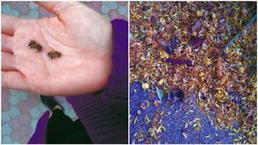 Martwe pszczoły na chodnikach i trawnikach w Lublinie. Co je zabija?