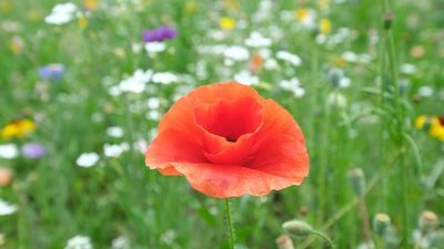 W tej chwili w Lubartowie trawniki są systematycznie koszone. Tymczasem na świecie trend jest inny, powstają kwietne łąki – mówi Elżbieta Wąs