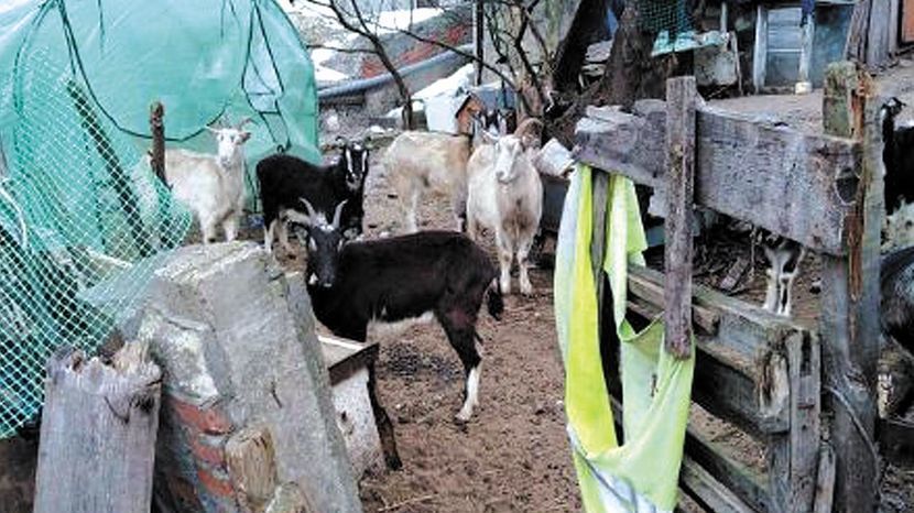 Wólka Profecka. Z uwagi na złe warunki chowu urzędnicy odebrali z gospodarstwa 40 kóz.