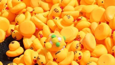 Biała Podlaska: Kaczki popłynęły, szkoła dostała wsparcie