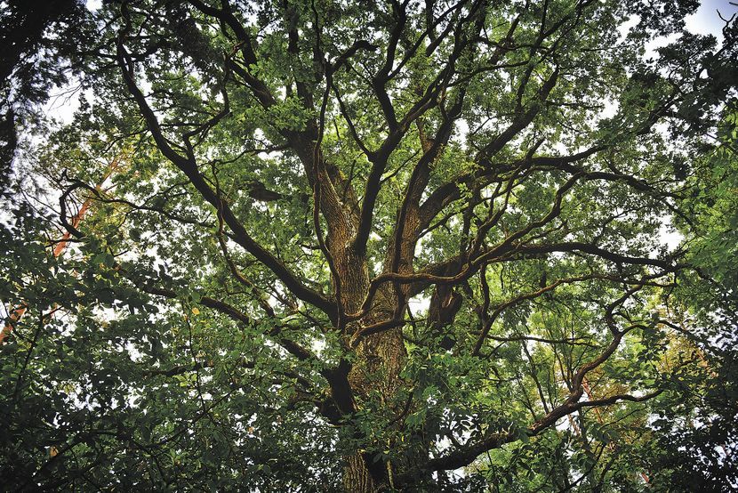 Po pokroju drzewa (kształcie i ułożeniu gałęzi) leśnicy oceniają, że musiał rosnąć na skraju wsi, a jego wiek przekracza historię leśnictwa na tym terenie