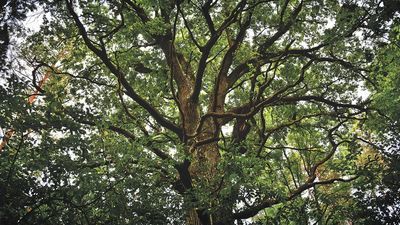 Po pokroju drzewa (kształcie i ułożeniu gałęzi) leśnicy oceniają, że musiał rosnąć na skraju wsi, a jego wiek przekracza historię leśnictwa na tym terenie