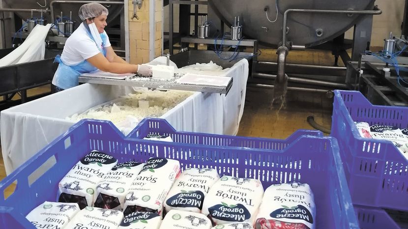 W Kabako Milk 40 pracowników wytwarza sery białe, krajanki, śmietany, masło, kefiry i maślanki